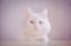 Emma-tyan, кот, кошка, белая, белый