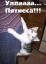 котёнок, попа, пятница
