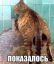 показалось, кот, труба, анал, хвост