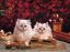 коты, подарки, цветы