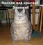 подпись, кот, толстый, колготки, тапки