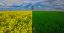 поле, зелень, цветы, трава, дерево, фотошоп