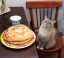 котэ, блины, сметана, стол, стул, наглая морда