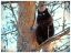 котэ, дерево