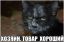 кот, товар, черный, кокаин