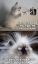 Котенок, проводка