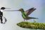 колибри, мечеклюв