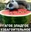 лемур, арбуз