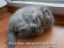 подоконник, котенок,