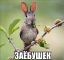 Воробей, заяц, заёбушек
