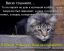 кот, Вася, НГ, тошнило