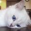 котэ