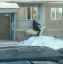 конь, окно, принц
