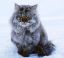 кот, котэ, иней, зима, грустно, взгляд, снег