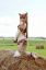 лиса, хвост, рыжая, сено, луг, тюк, Хоро, Spice, Wolf