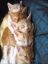 рыжие котята, 5