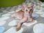 котенок, кот, покрывало