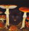 мухоморы, котенок