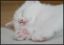 котенок, сон