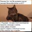 мистер, кот, выход, из, ЕС, дверь