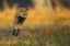 лиса, охота