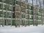 березы, академгородок, новосибирск