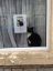 кот, объявление, окно