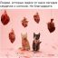сердечки, котики