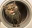кот, стиральная машина