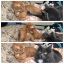 Коты, агрессия