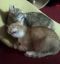 котэ
